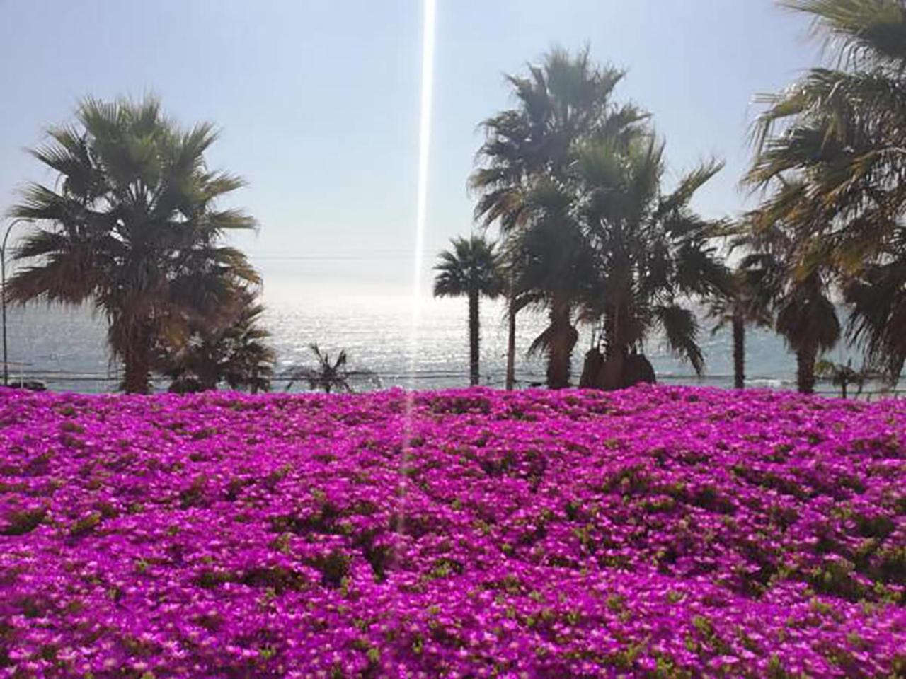 Playa Paraiso Resort كونكون المظهر الخارجي الصورة